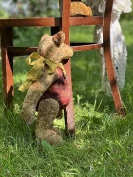 Bear looking for contacts